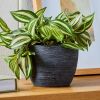 (4 pack)4.5" Textured Matte Ceramic Pot, Black, 1 - Piece